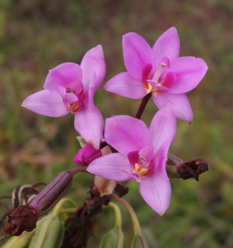 orchid
