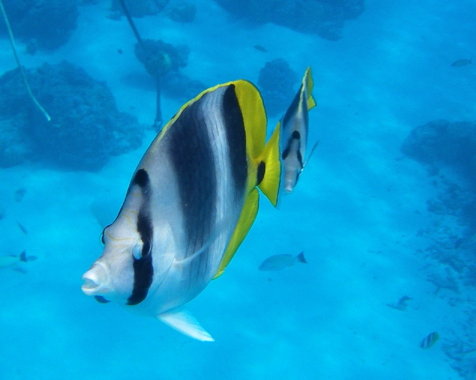vis